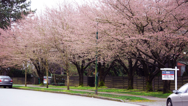 Beautiful Street Lined With Cherry Blossoms