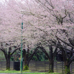 Rosemont Drive Lined With Cherry Blossoms